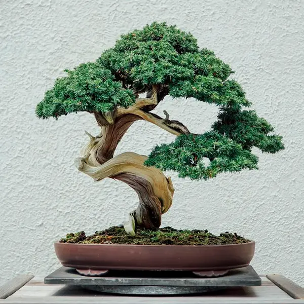 bonsai