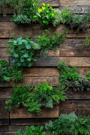 pared-vegetal